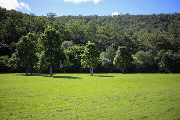 A Line of Trees in Large Green Grassy Field