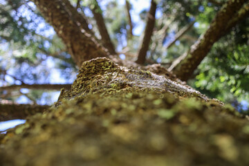 Large Pine Tree Bark and Branches Looking Up Perspective