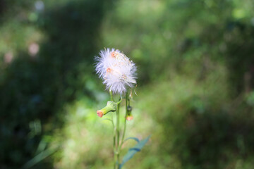 Flowering White and Green Weed Isolated