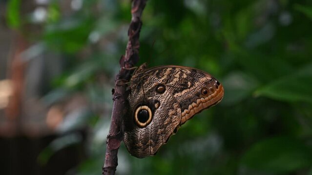 Closeup of a precis almana butterfly on the brunch.Selective focus on the wings