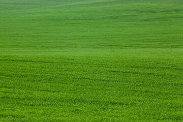 Obraz na płótnie Canvas simple plain grass weeds on the field in the summer season