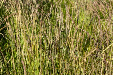 simple plain grass weeds on the field in summer