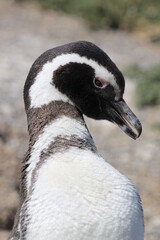 Naklejka premium penguin 