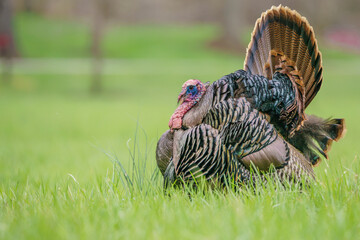 Tom Turkey showing mating plumage