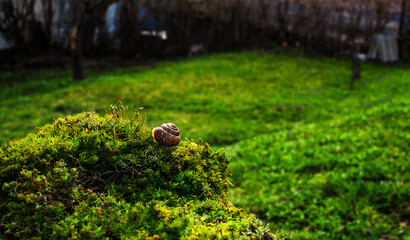 Beautiful green moss and brown snail shell on green grass background in the garden on a nice day (selective focus on the shell)