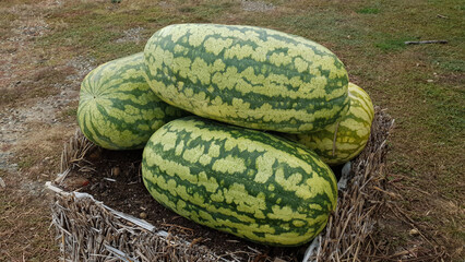 A bunch of big ripe watermelons