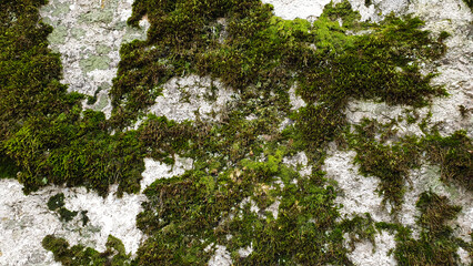 Obraz premium A stone covered with moss