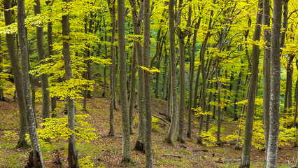 Autumn forest dazzles with yellow leaves