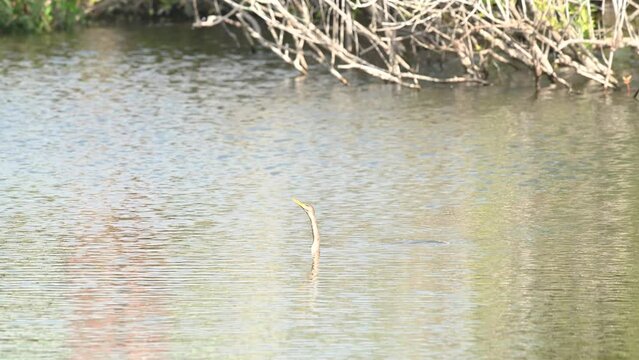 Anhinga swimming and diving under water