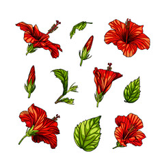 Hibiscus red vector flowers set. Collection on white background