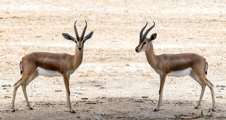 Dorcas gazelle (Gazella dorcas) inhabits nature desert reserves in the Middle East. Expanding human civilization is a major threat to populations of this species, focus on eyes of animals