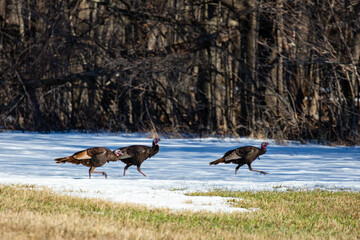 Wild turkeys (meleagris gallopavo) walking across a farmers field in Wausau, Wisconsin