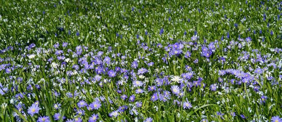 spring meadow full of gorgeous purple Balkan anemones on a sunny April day on island of Mainau in Germany