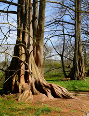 beautiful Metasequoia alley on island Mainau, Germany, on a gorgeous sunny April day