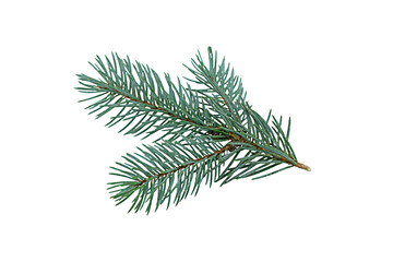 Fir tree branch isolated on white background.