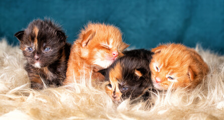 Red and black new born maine coon kittens on grey background.