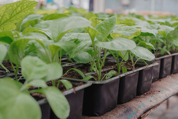 Tomato seedings is growing in plastic pots. Green plants growing in a greenhouse