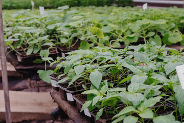 pepper is growing in plastic pots. Green plants growing in a greenhouse