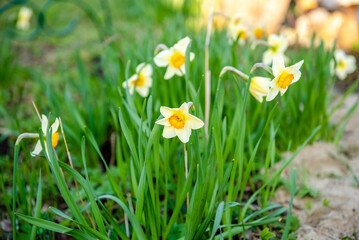 Flowers daffodils (Narcissus) yellow and white. Spring flowering bulb plants in the flowerbed. Selective focus
