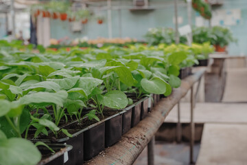 Tomato seedings is growing in plastic pots. Green plants growing in a greenhouse