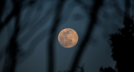 The Pink Full Moon of 2022 Rises Amongst Tree Branches at Dusk