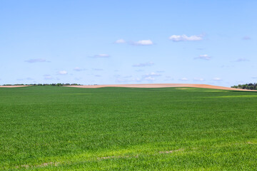 agricultural field with grass and other plants