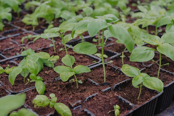 Basil seedings is growing in plastic pots. Green plants growing in a greenhouse