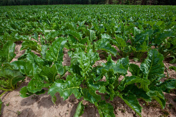 agricultural field where beets grow for food production