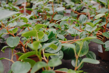 Green flower seedings is growing in plastic pots. Green plants growing in a greenhouse