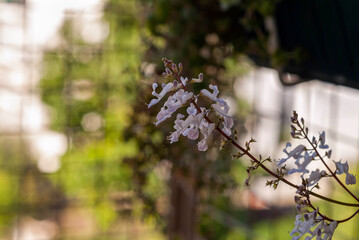Hanging flower