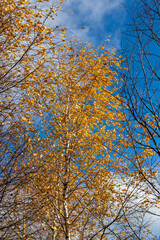 birch trees with orange foliage in the autumn season