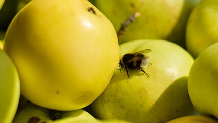 A shaggy bumblebee crawls among yellow ripe autumn apples. The concept of autumn, harvest,...