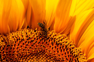 beautiful flowers sunflowers flowering time and insect pollination