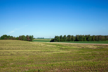 agricultural field with grass and other plants
