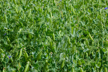 agricultural field where green peas are grown