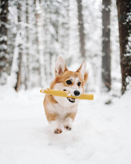dog running in the snow