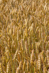 agricultural field where cereal wheat is grown