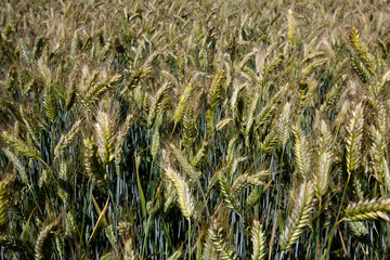 an agricultural field where cereal wheat is grown