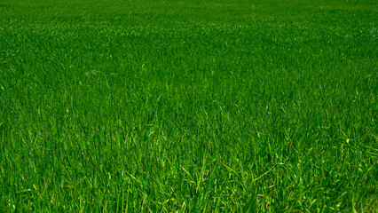 Campo de cebada verde en fase de crecimiento concepto alimentación sana y superalimentas 