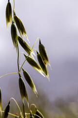 oat plant during cultivation in the field in summer