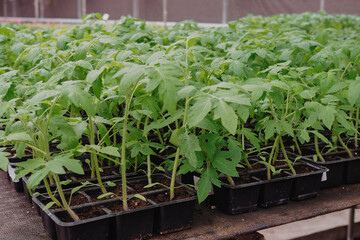 Tomato seedings is growing in plastic pots. Green plants growing in a greenhouse