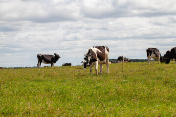 grazing a herd of cows in a field with green grass in summer