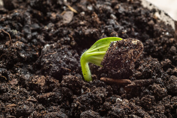Close-up of a germinating zucchini seed in black soil. Blur and selective focus. Agriculture concept.