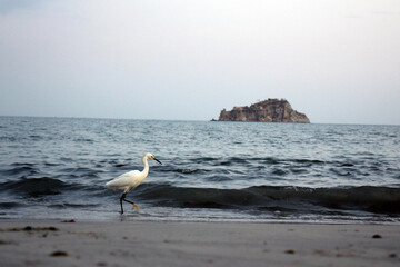 Desfile de ave en el mar
