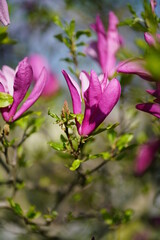 Fuchsia blossoming magnolia flower in Faulensee, Switzerland