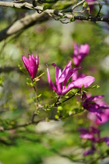 Fuchsia blossoming magnolia flower in Faulensee, Switzerland
