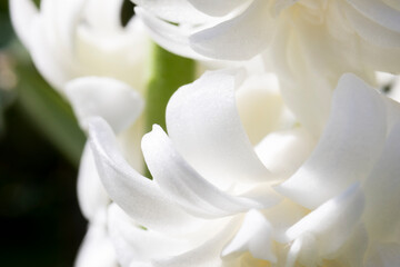 White flower macro petal black and white