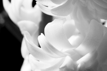 White flower macro petal black and white