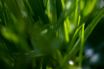 Green grass morning dew water drop