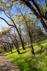 Obraz premium A Beautiful California Mountain Trail through a Natural Oak Tree Grove